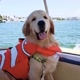 Matteo Golden Retriever