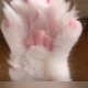 Baby Animals