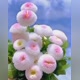 Plant breath