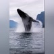 The Whale World