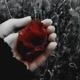 darkrose835