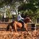 Tony horse