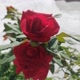CANAL DA VOVÓ🌹