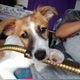 Cookie_Jamille