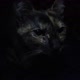 mundo_gato_oficial