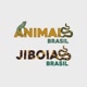 Jiboias Brasil