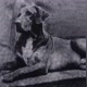 Original fila brasileiro