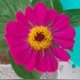 simone728461