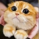 the cat