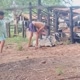 Vida No Campo