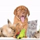 MUNDO ANIMAL