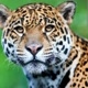 SAFARI DOS ANIMAIS