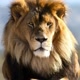 NATUREZA ANIMAL