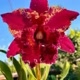 tudo sobre orquideas shop