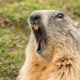 Marmota