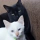 Abel e Olaf 🥰🥰