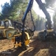 Mafia Florestal