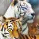 MUNDO  SELVAGENS