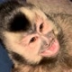Olívia Macaca