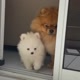 Stella e Hunter