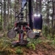RB Forest Work