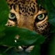 🌏🌎🌍PLANETA ANIMAL🌏🌏🌎