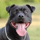 Will Pitbull