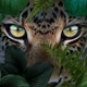 VIDA SELVAGEM
