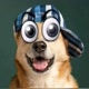 Animais divertidos