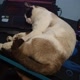 Pet Cute Paws - Pets Fofos
