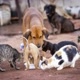 Pets Pelo Mundo 🐾🐕