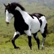 Vídeos de cavalos