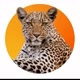 planeta animal.br 🦒