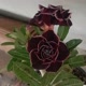 _CorredorFlorido