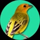 Bico de Ouro
