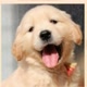 A jornada da longevidade canina