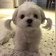 pets_mundo