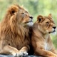 Mundo_Animal_