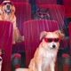 Cine Trechos Visionários