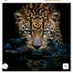 🐅Mundo Animal🐆🦓🐊🐍🐸🐟🦩