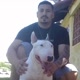 Zeus O Bull Terrier
