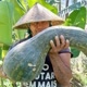 hidroponia Brasil litora