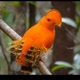 Mundo das aves