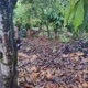 doramais