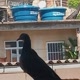 Vergalha DJ