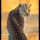 ANIMAIS DA NATUREZA