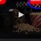 POPCORN 🍿 CUT