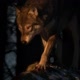 Lobo_vitalicio