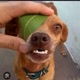 VÍDEOS DE ANIMAIS ENGRAÇADOS🤣🤣🤣