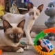 Cats